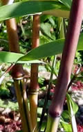 Phyllostachys Aureosulcata Spectabilis