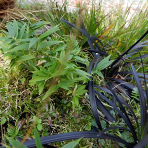 Dwarf Bamboo and Black Grass