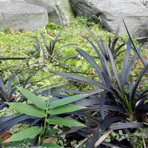 Ground Cover Dwarf Bamboo Culm and Ornamental Grass