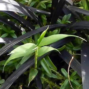 Dwarf Bamboo Culms and Leaves