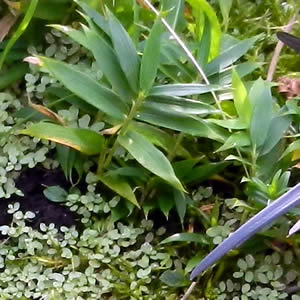 Tiny Dwarf Bamboo Ground Cover Plants on a Rock Garden