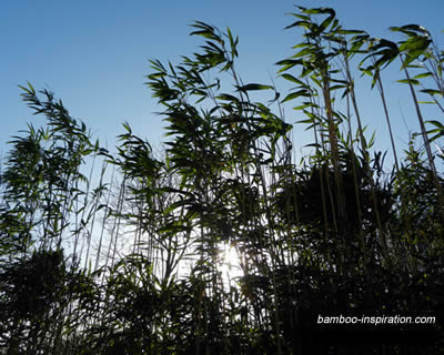 Arrow Bamboo, Pseudosasa japonica hedging along my garden boundary Arrow Bamboo, Pseudosasa japonica hedging along my garden boundary
