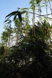 Picture of Bamboo for Hedging
