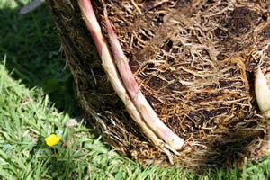 Dividing Clumping Bamboo and Propagating Bamboo