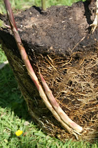 Bamboo shoots - propagation by division