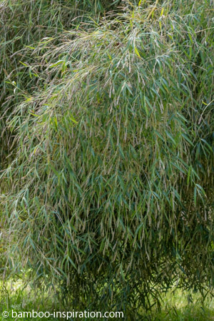 Bamboo Flowering Bamboo flowering. Flowers hanging on bamboo branches