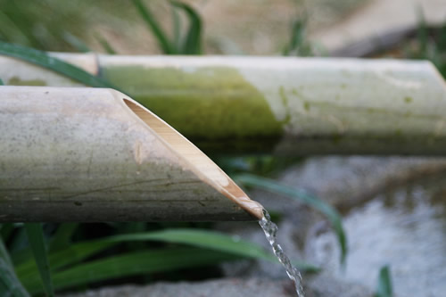 Bamboo Fountain Drinking Water Spout in a Japanese Garden