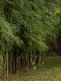 Bamboo Screen