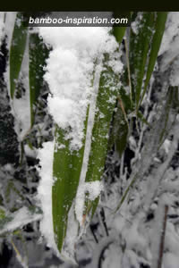 Snow and Ice on Bamboo Leaves Snow and Ice on Bamboo Leaves