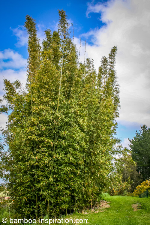 Big Hardy Bamboo Screen creating privacy for the garden