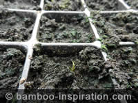 Propagating Bamboo in Seed Trays Propagating Bamboo in Trays