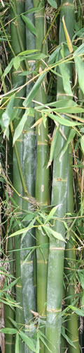 Bamboo Hedge