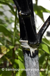 Black Bamboo Canes Turning White or Grey