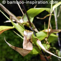 Black Bamboo Phyllostachys Nigra