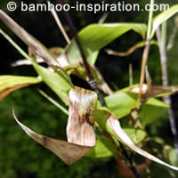 Black Bamboo Phyllostachys Nigra Black Bamboo Phyllostachys Nigra
