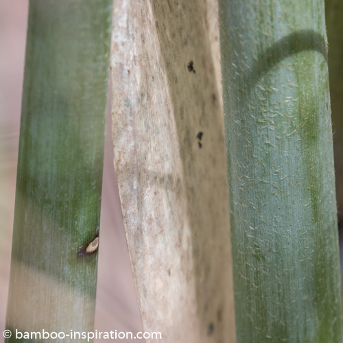 Borinda KR 5600 Giant Bamboo culms - Blue bamboo canes and sheath