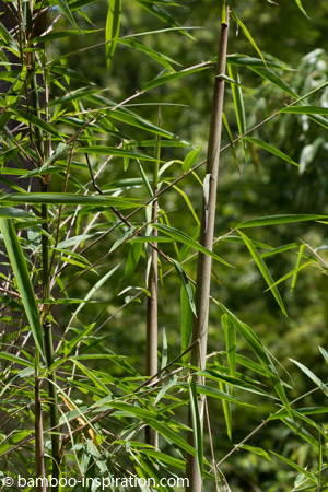 Borinda KR 5600 New Upright Blue Bamboo Canes and Leaves Growing