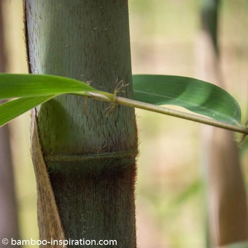 Ornamental New Culms and Leaves of KR 5600 Borinda Bamboo Specimen, Early Summer UK
