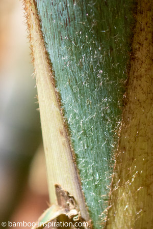 Borinda KR 5600 Bamboo blue culm and sheath