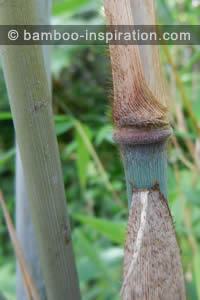 Borinda papyrifera bamboo - Blue culms, node, and sheath