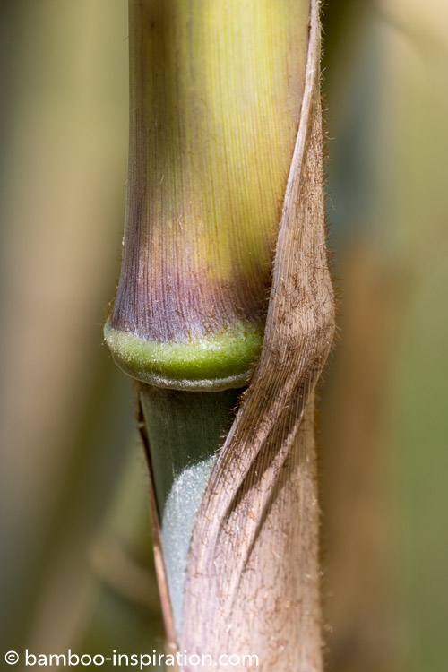 Borinda papyrifera - New Blue Bamboo Culm, Node, and Sheath