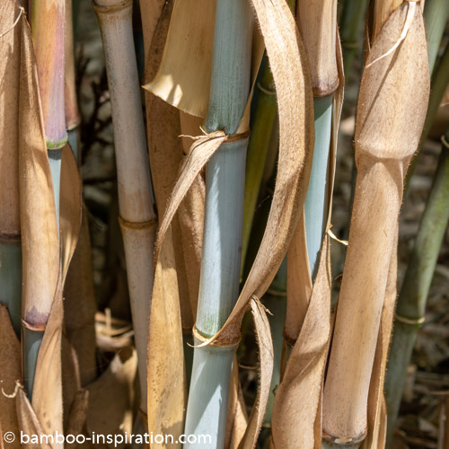 Borinda papyrifera CS1046 Clumping Blue Culms and Sheaths