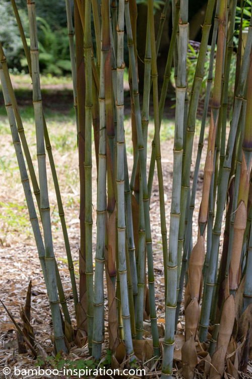 Borinda papyrifera blue bamboo clumping growth culms and sheaths