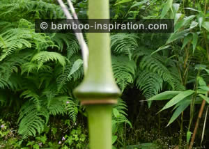 Bulging Node of Chimonobambusa