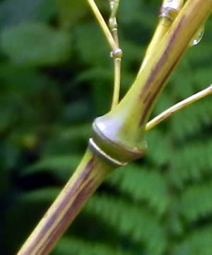 Chimonobambusa Tumidissinoda bamboo in container