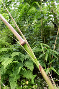 Container Bamboo - Chimonobambusa Tumidissinoda - Qiongzhuea Tumidinoda