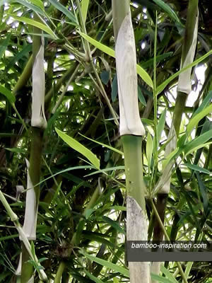 Gigantea is a Giant Bamboo with big culms Gigantea is a Giant Bamboo with big culms