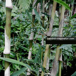Chusquea gigantea big bamboo, upright green culms, persistent sheaths Chusquea gigantea big bamboo, green vertical culms, persistent sheaths