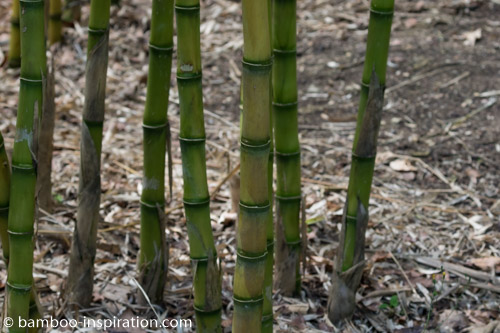 Chusquea Gigantea Big Bamboo Culms, Nodes, Sheaths