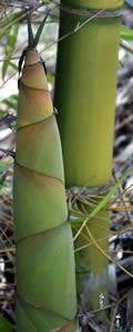 Bamboo Shoot Dendrocalamus Latiflorus by Eco Terrestrial Concepts Bamboo Shoot Dendrocalamus Latiflorus
