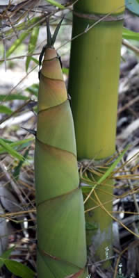 Bamboo shoot - Dendrocalamus Latiflorus Shoot and Culm