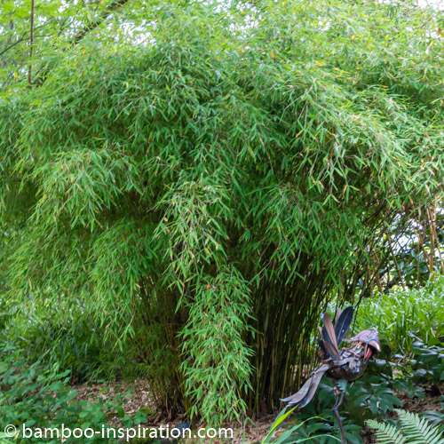 regeren mild Minimaliseren Fargesia murielae Simba - Umbrella Bamboo Plant