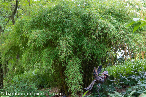 Fargesia murielae - Umbrella Bamboo