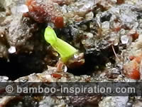 Germinated Bamboo Seed