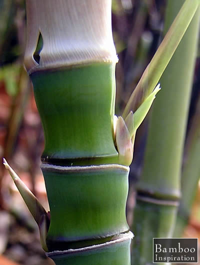 Golden Bamboo - Phyllostachys aurea Golden Bamboo - Fishpole Bamboo, Nodes, New Branch Buds, and Sheath - Phyllostachys aurea