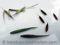 Bamboo Seed Germination And Growing Moso Bamboo Seed From Ebay