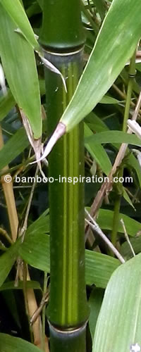 Phyllostachys Bamboo Green with Yellow Stripes