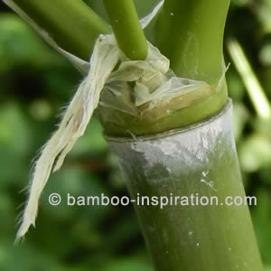 Cold Hardy Phyllostachys Bamboo