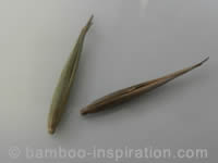 Phyllostachys edulis Bamboo Seeds from Germany
