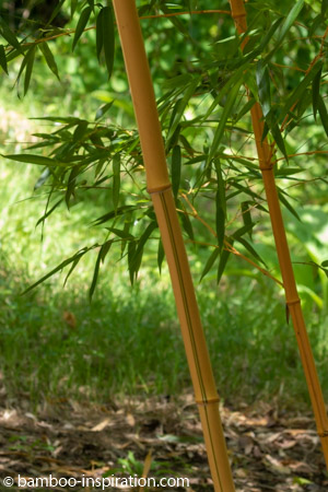 Plant big bamboo species in the garden - Yellow and green stripes vivax running bamboo plant