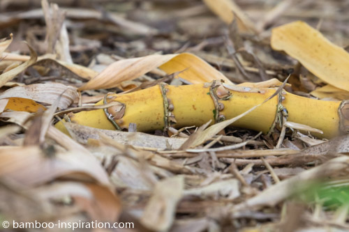 Running Bamboo Rhizome Spreading Bamboo Rhizome Showing Above Ground - Large Running Bamboo Spreading