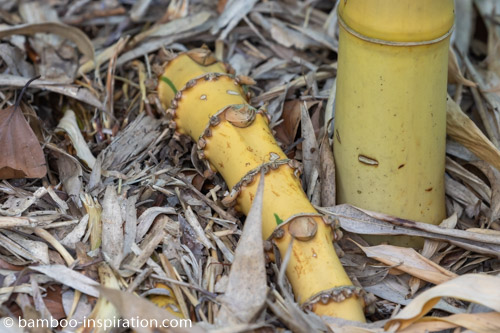 Running Bamboo Rhizome and Culm Bamboo Rhizome Spreading Above Ground - Large Running Bamboo Plant