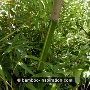 Phyllostachys vivax green bamboo culm with yellow striping Phyllostachys vivax green bamboo culm with yellow striping