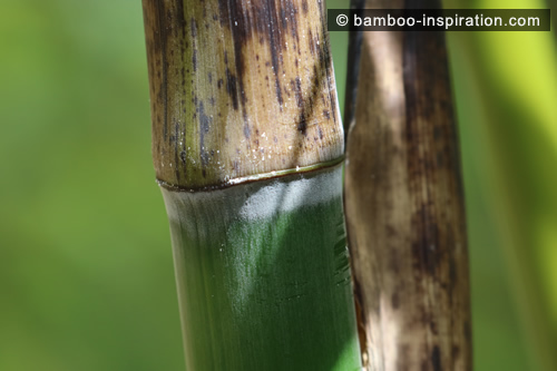 Phyllostachys timber bamboo, green culms