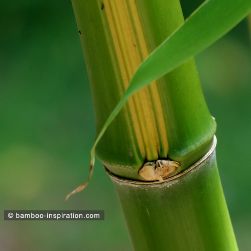 Phyllostachys vivax species, green culms with stripes in yellow