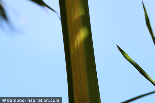 Straight green cane with yellow groove stripes Phyllostachys vivax huanvenzhu big timber bamboo, straight green cane with yellow groove stripes